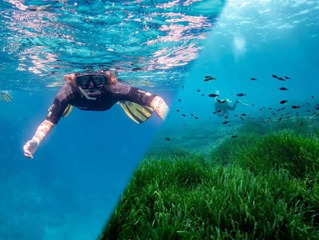 Tour de snorkel con guía (máscara, aletas, tubo, neopreno)