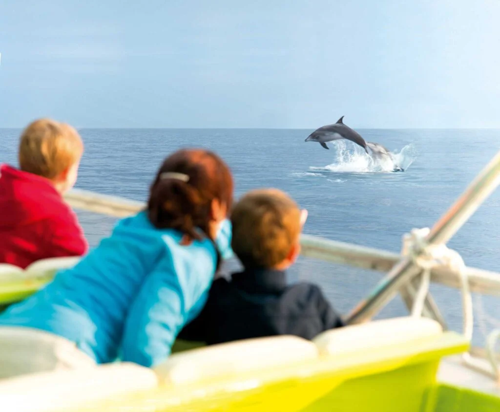 Sunrise Dolphins