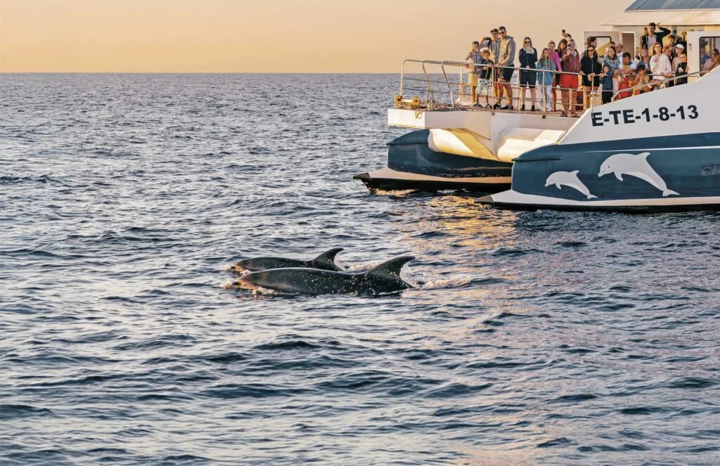 Sunrise Dolphins