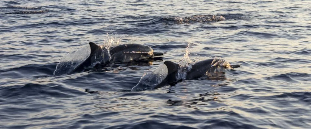 Aventura con delfines