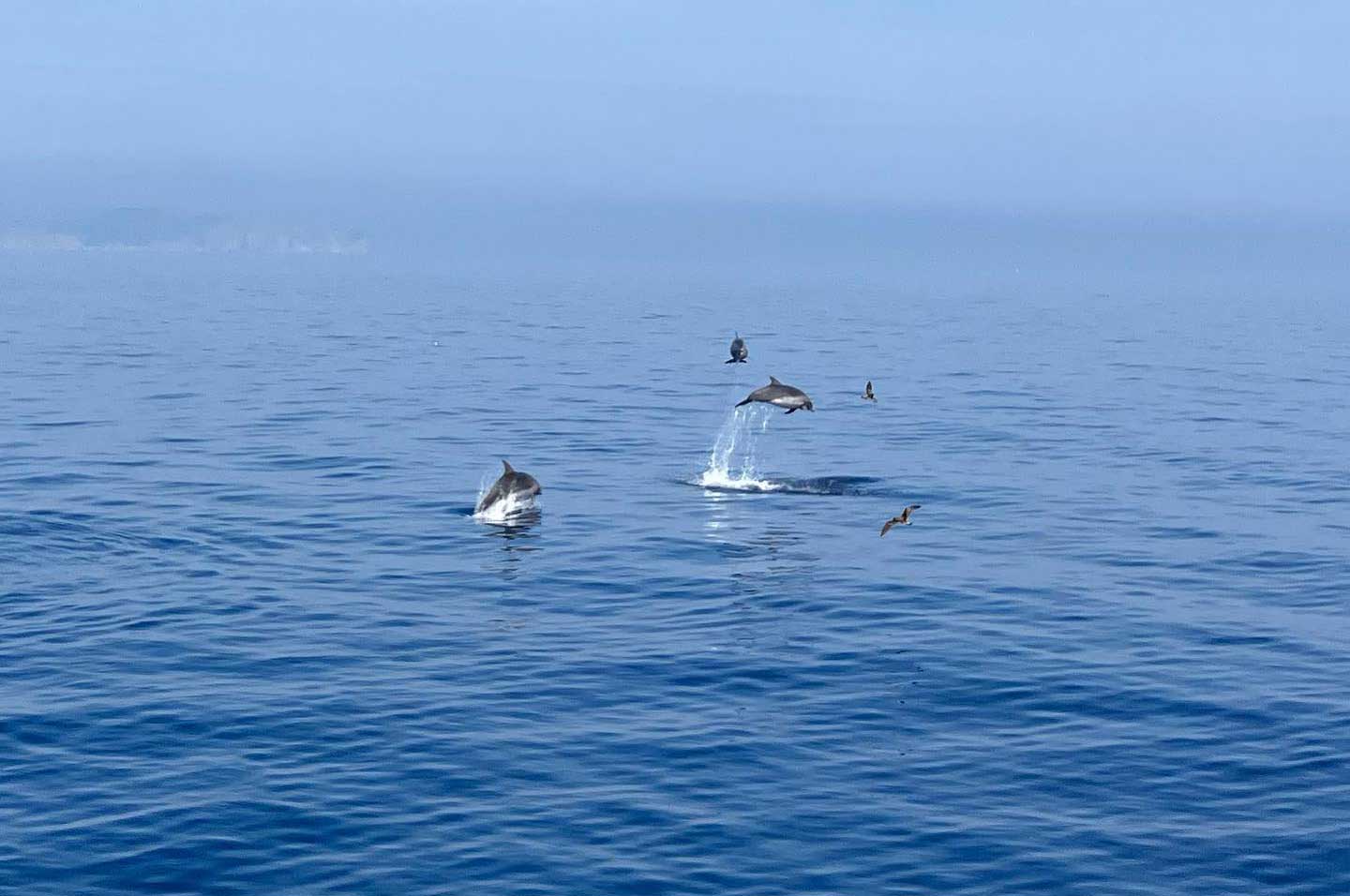 Aventura con delfines