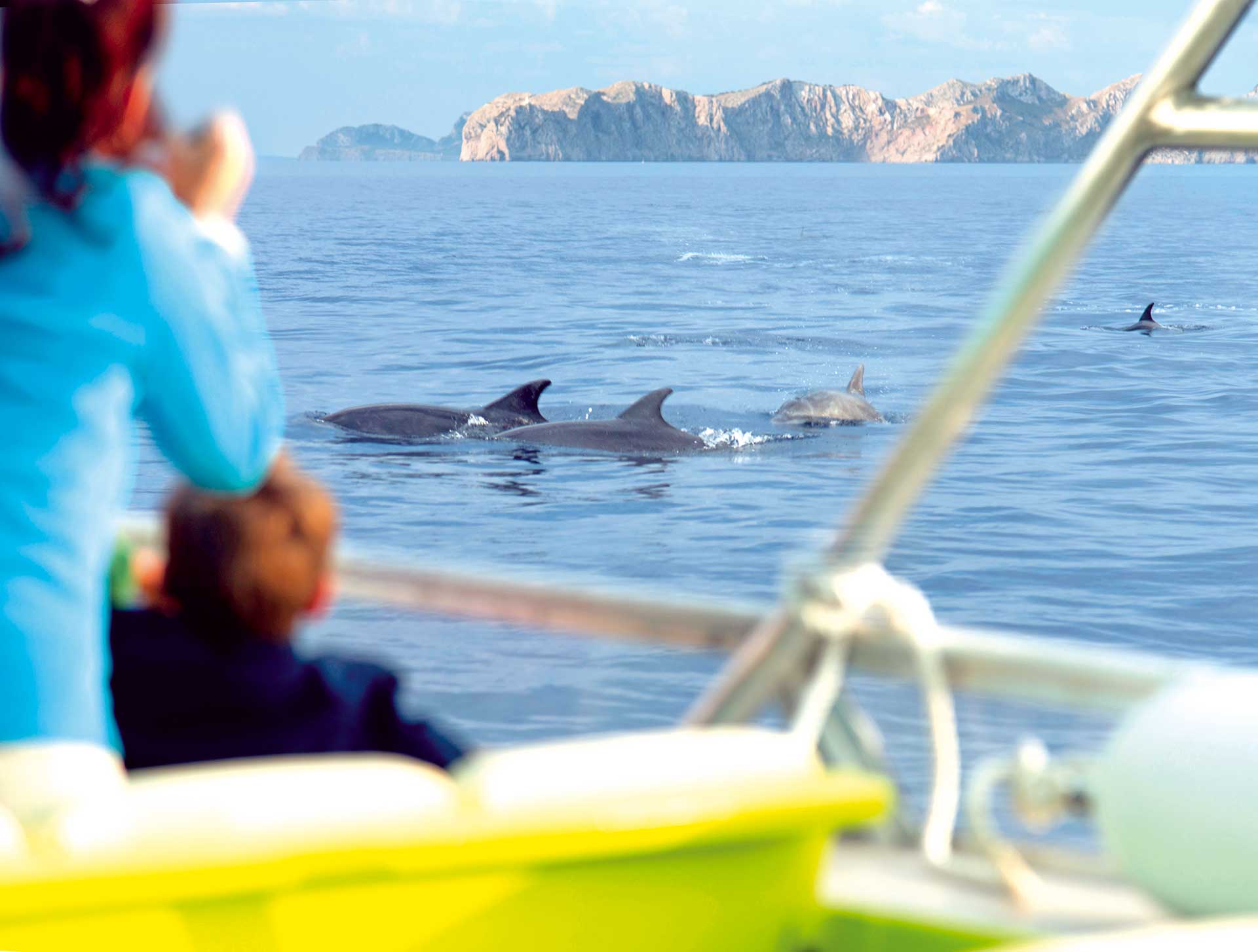 Aventura con delfines